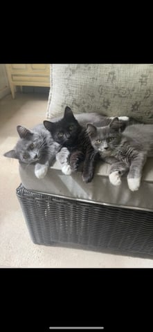 3musketeers.png