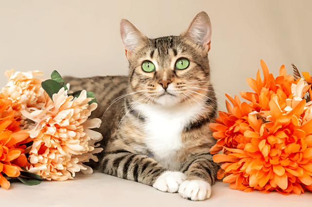 Untitled design (42).png