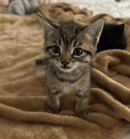 Screenshot 2025-10-28 at 4.06.23 PM.png