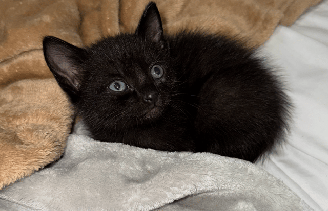 Screenshot 2025-10-28 at 4.06.27 PM.png