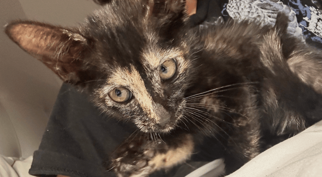 Screenshot 2025-10-28 at 4.07.57 PM.png