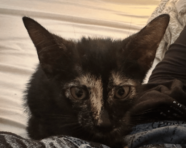 Screenshot 2025-10-28 at 4.07.47 PM.png