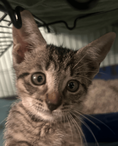 Screenshot 2025-10-28 at 4.10.58 PM.png