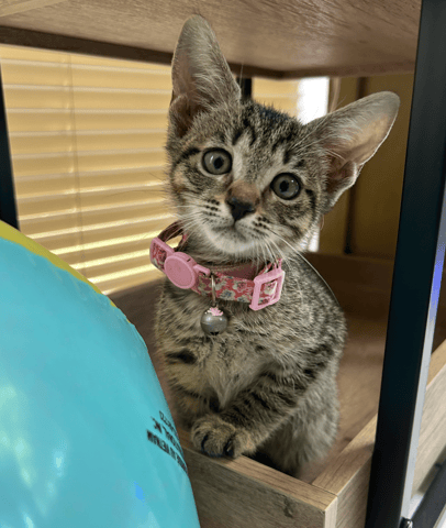 Screenshot 2025-10-28 at 4.11.23 PM.png