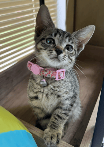 Screenshot 2025-10-28 at 4.11.29 PM.png