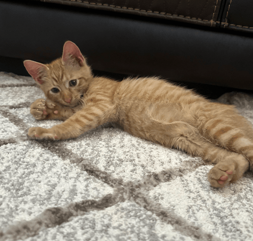 Screenshot 2025-10-28 at 4.12.52 PM.png