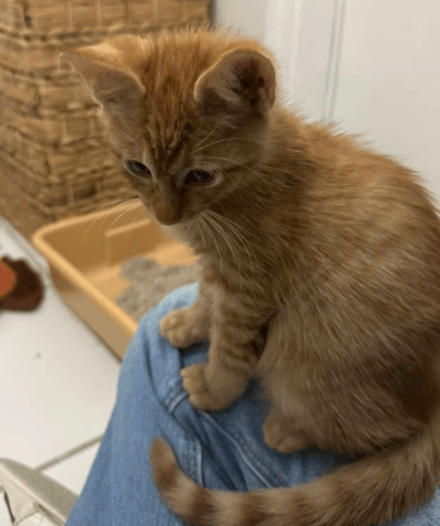 Screenshot 2025-10-28 at 4.12.57 PM.png