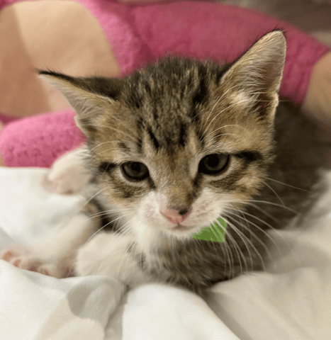 Screenshot 2025-10-28 at 4.14.00 PM.png