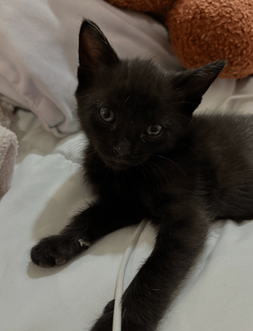 Screenshot 2025-10-28 at 4.13.54 PM.png