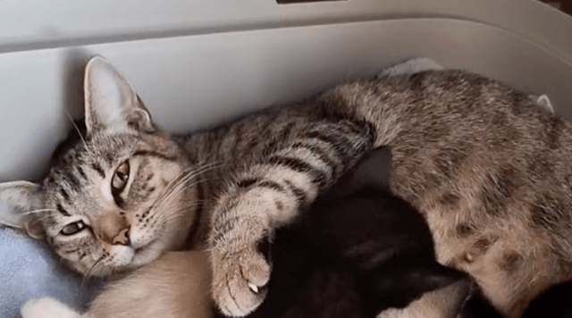 Screenshot 2025-10-28 at 4.15.36 PM.png