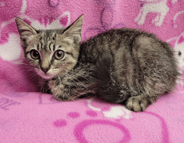 Screenshot 2025-10-28 at 4.16.59 PM.png