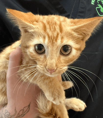 Screenshot 2025-10-28 at 4.18.00 PM.png