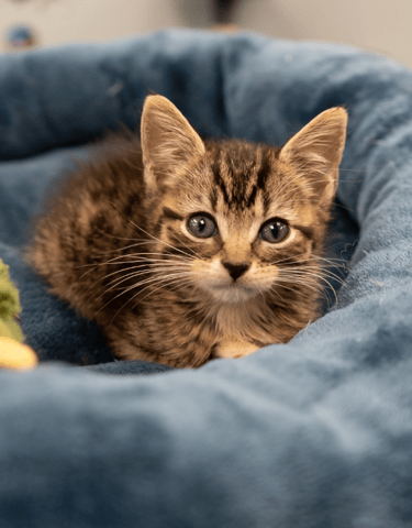 Screenshot 2025-10-28 at 4.19.54 PM.png