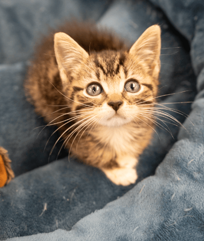 Screenshot 2025-10-28 at 4.19.49 PM.png