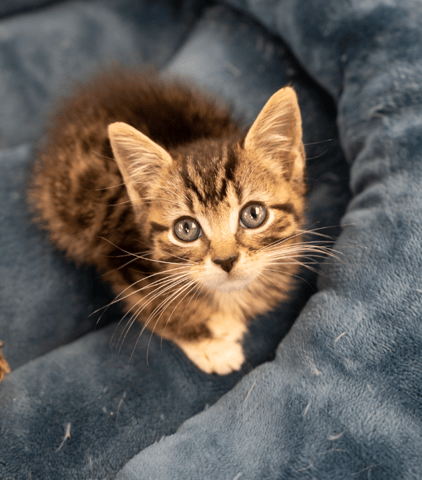 Screenshot 2025-10-28 at 4.19.43 PM.png