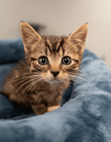 Screenshot 2025-10-28 at 4.19.39 PM.png