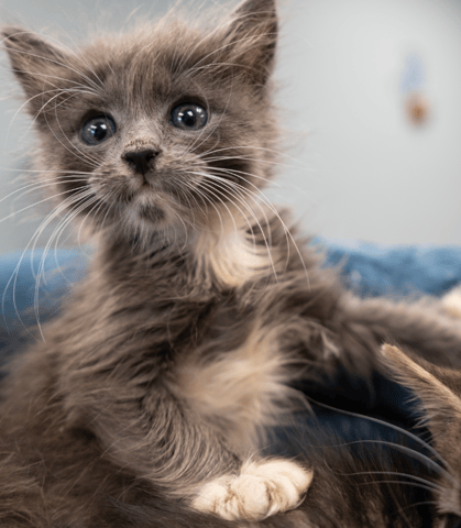 Screenshot 2025-10-28 at 4.22.26 PM.png