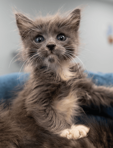 Screenshot 2025-10-28 at 4.22.22 PM.png