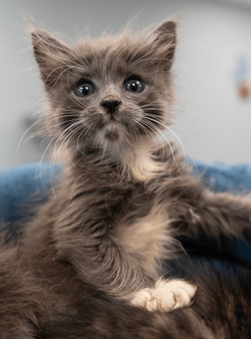 Screenshot 2025-10-28 at 4.22.14 PM.png