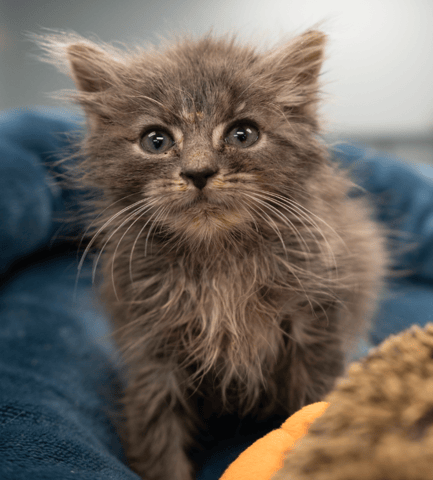 Screenshot 2025-10-28 at 4.21.35 PM.png