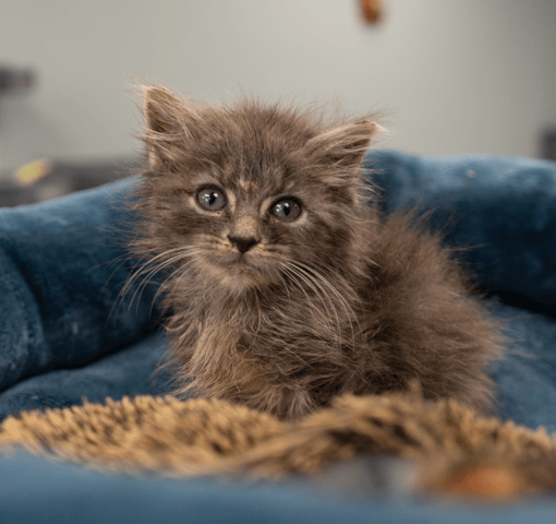 Screenshot 2025-10-28 at 4.21.31 PM.png