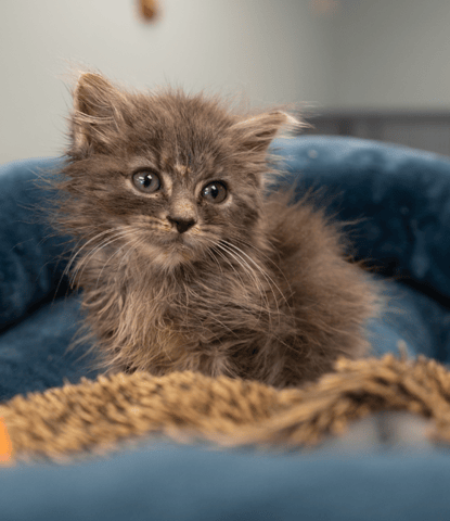 Screenshot 2025-10-28 at 4.21.27 PM.png