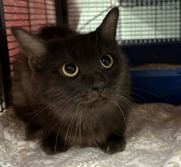 Screenshot 2025-10-28 at 4.23.46 PM.png