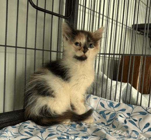 Screenshot 2025-10-28 at 4.24.11 PM.png