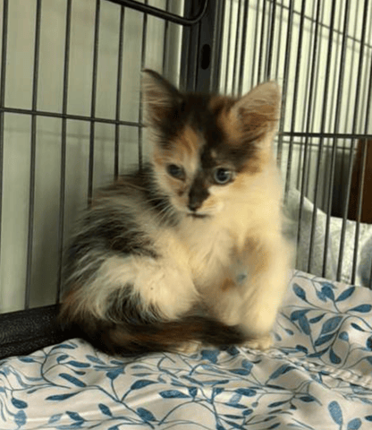 Screenshot 2025-10-28 at 4.24.19 PM.png