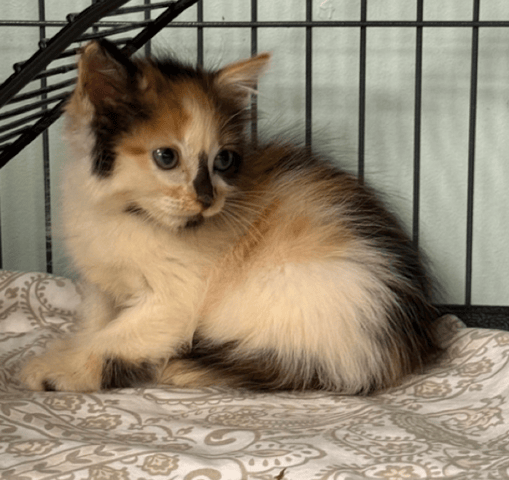 Screenshot 2025-10-29 at 12.16.10 PM.png