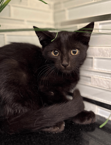 Screenshot 2025-10-29 at 12.18.53 PM.png