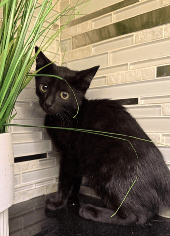 Screenshot 2025-10-29 at 12.18.40 PM.png