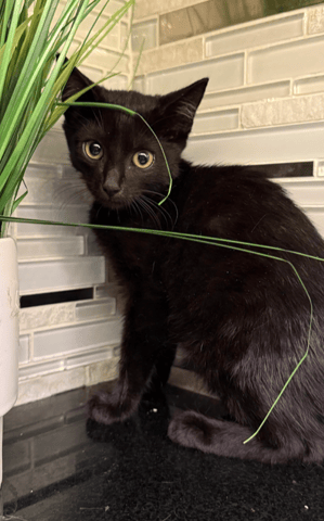 Screenshot 2025-10-29 at 12.18.48 PM.png