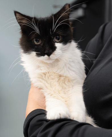 Screenshot 2025-10-30 at 11.11.11 AM.png