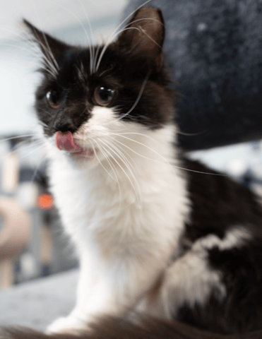 Screenshot 2025-10-30 at 11.11.18 AM.png