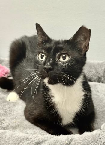 Screenshot 2025-10-30 at 12.26.14 PM.png