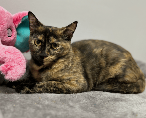 Screenshot 2025-10-30 at 12.27.30 PM.png