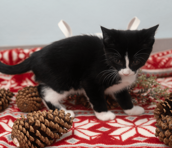 Screenshot 2025-11-23 at 5.12.07 PM.png