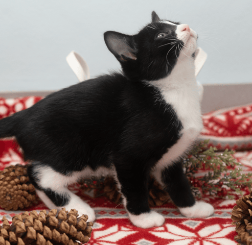 Screenshot 2025-11-23 at 5.11.39 PM.png