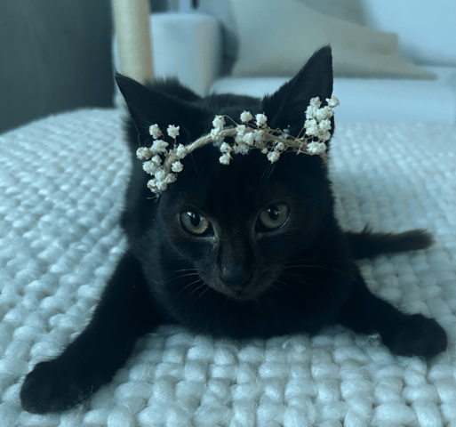 Screenshot 2025-12-04 at 6.48.07 PM.png