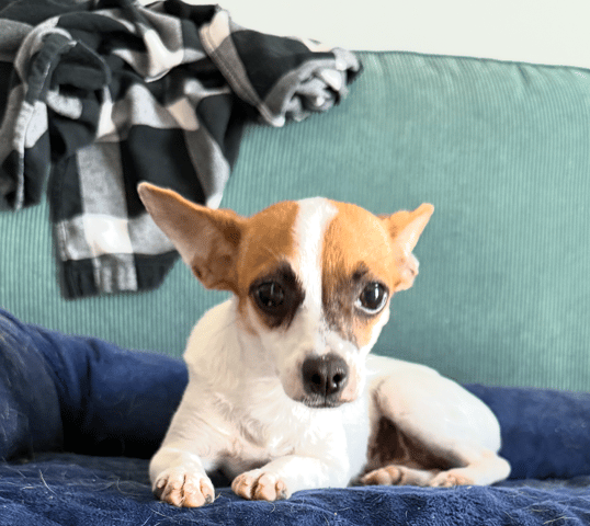 Screenshot 2025-12-10 at 6.48.54 PM.png