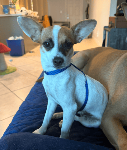 Screenshot 2025-12-10 at 6.47.50 PM.png