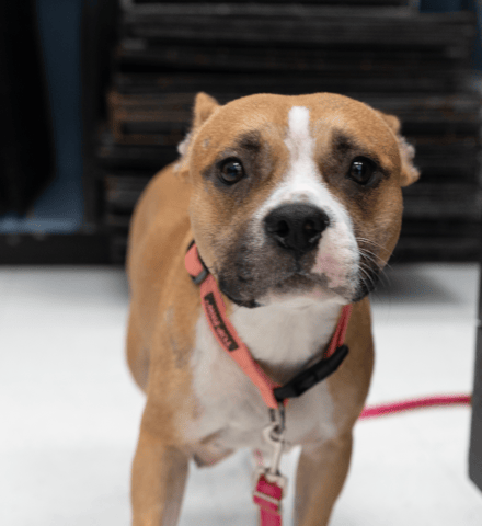 Screenshot 2025-12-16 at 10.55.38 AM.png