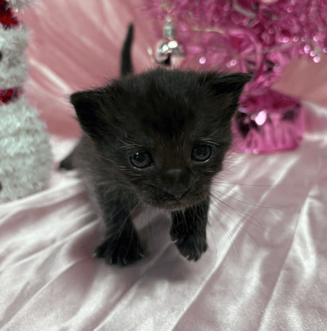 Screenshot 2025-12-19 at 9.04.47 PM.png