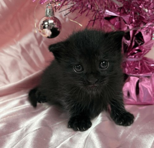 Screenshot 2025-12-19 at 9.04.52 PM.png