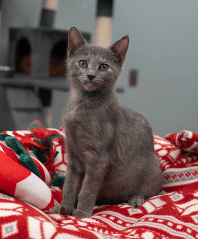 Screenshot 2025-12-21 at 10.41.56 PM.png