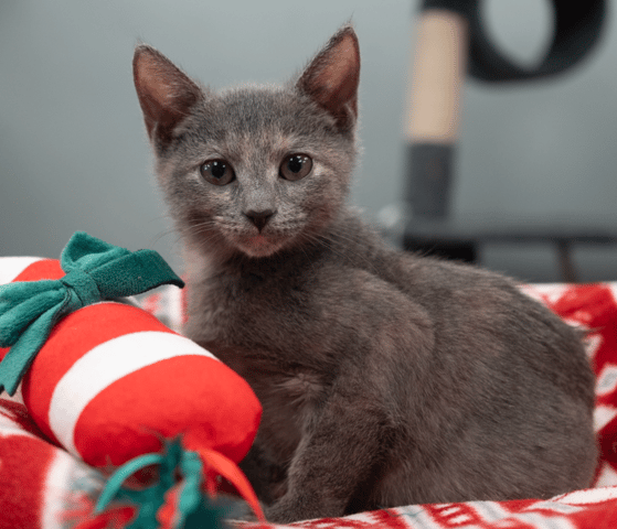 Screenshot 2025-12-21 at 10.42.06 PM.png