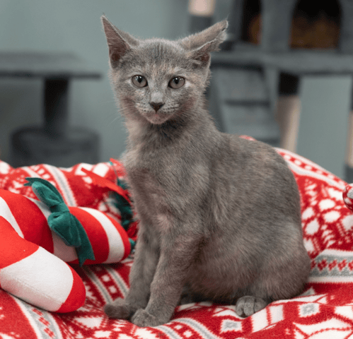 Screenshot 2025-12-21 at 10.41.51 PM.png