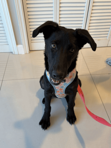 Screenshot 2025-12-23 at 10.46.37 PM.png