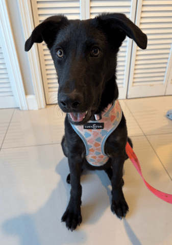 Screenshot 2025-12-23 at 10.46.32 PM.png